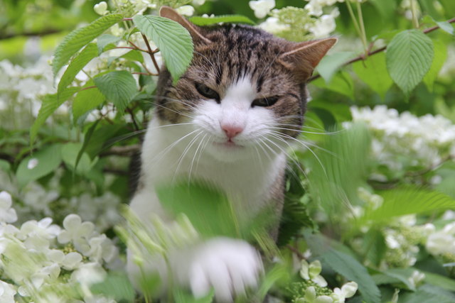 Trixi, die Strauchtigerin
