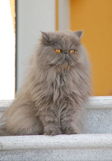 Unser "Sir"!