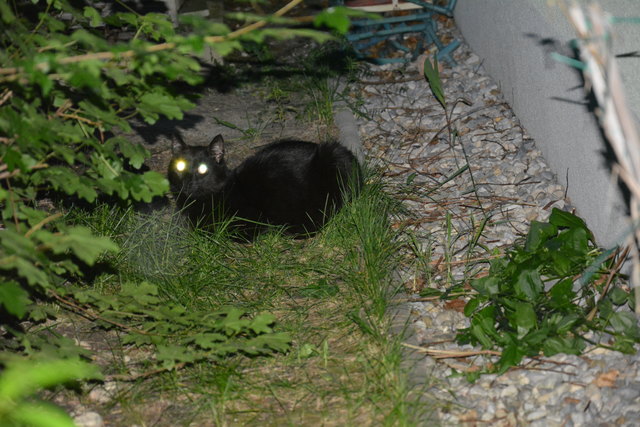 Jeremie und sein Garten