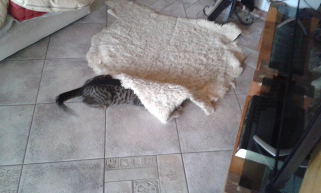 Katze im Schafspelz