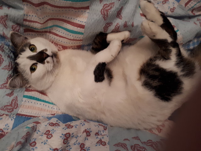 Amy
