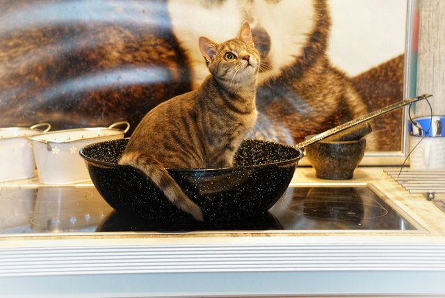 Ich bin kein Essen! Bin nur hungrig! Koch für mich ;-)!