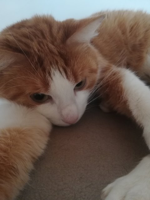 Simba