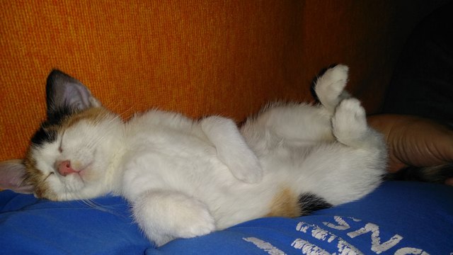 unsere Cleokatze