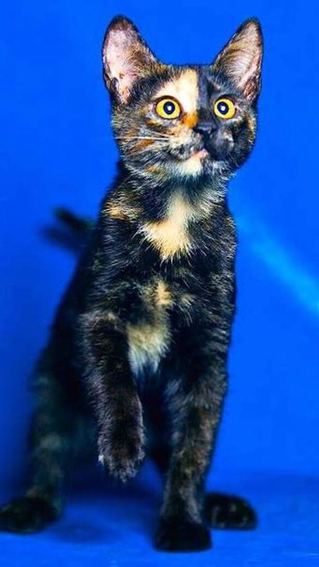 Hazel - die liebevollste Katze der Welt