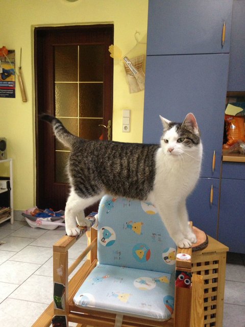 Einer meiner Katerchen