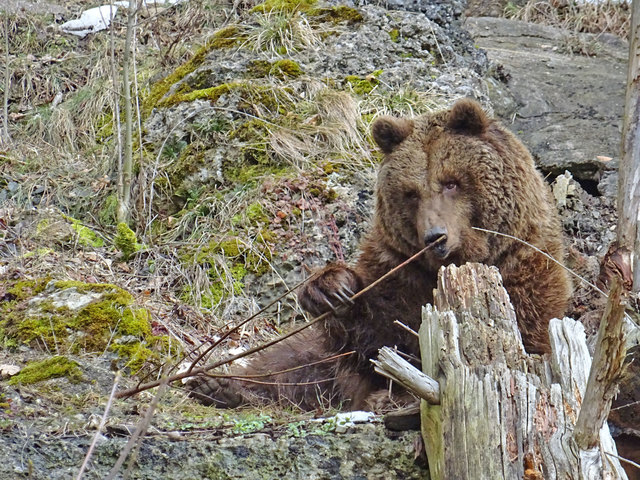 Die Bären im Zoo Salzburg haben ihre Winterruhe beendet. | Foto: Zoo Salzburg