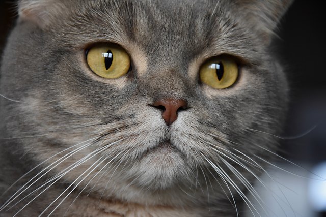 Romeo verzaubert alle mit seinem Blick