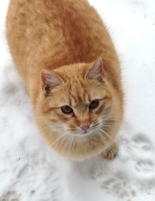 Das ist mein "hast-du-Futter-für-mich-Blick", von einer meiner drei Adoptivkatzen
