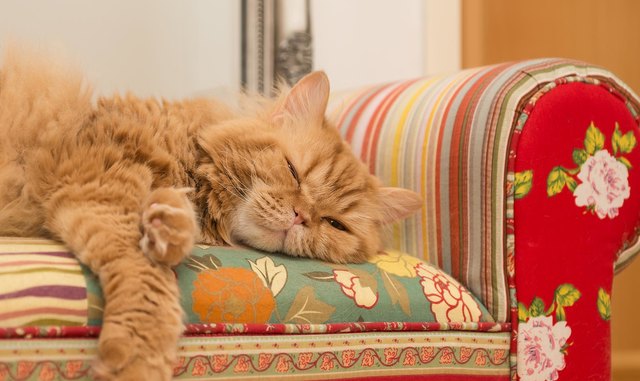 Kater Merlin F. von Rotenburg