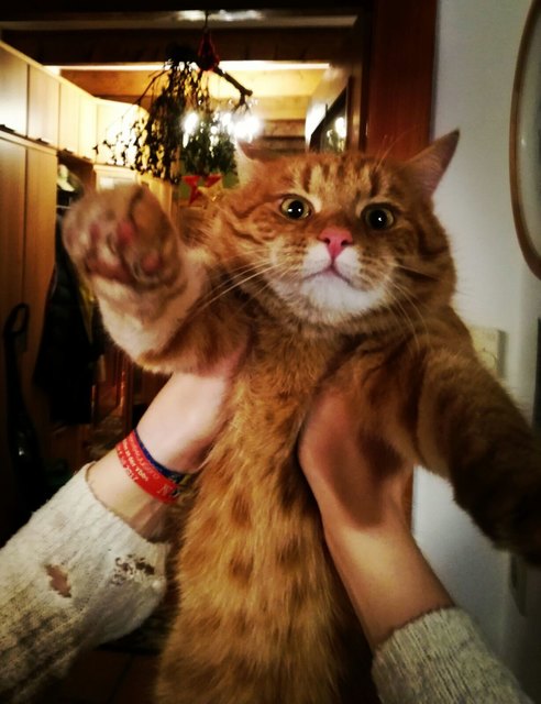 Crazy Tomcat! Birgit Kuran, Schönbühel Melk