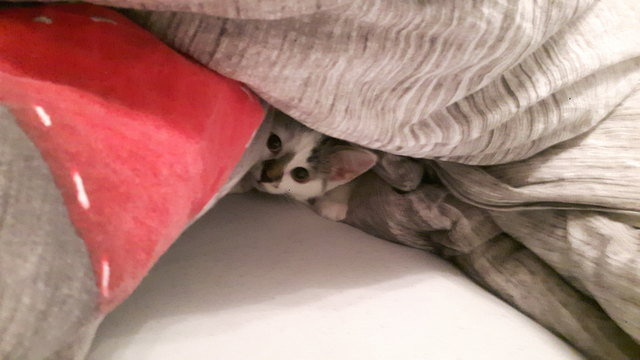 Amy
