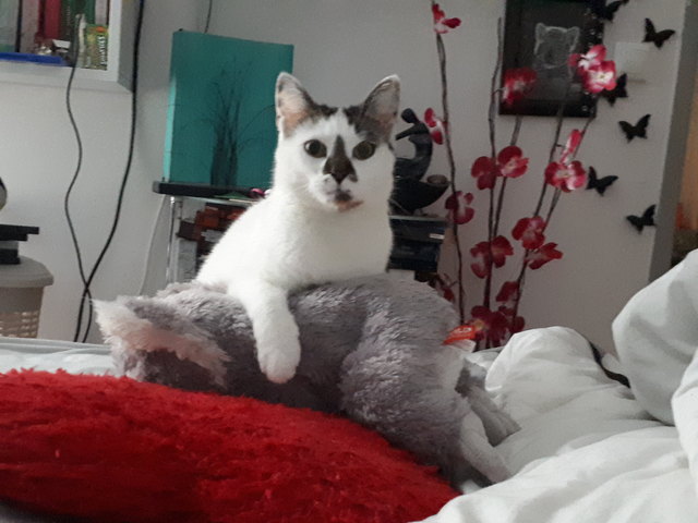 Amy