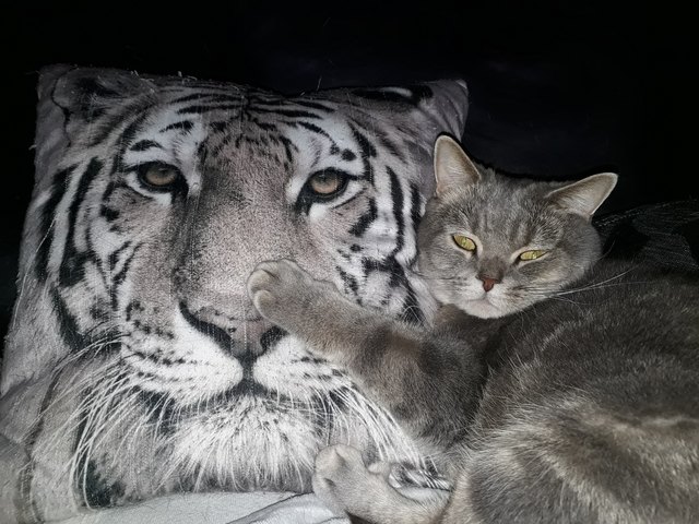 Romeo kuschelt mit der großen Verwandschaft