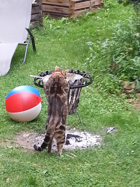 Juppie! Bald ist wieder Grillsaison!