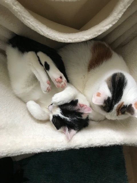Venus&Cindy