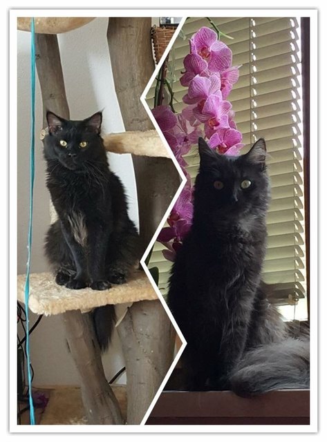 Meine beiden Main Coon Katzen links Kovu und rechts Kitty!