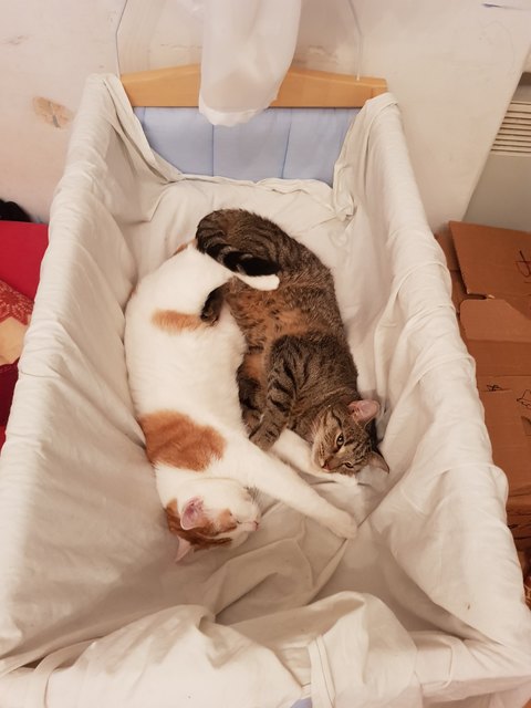 Wir sind deine Babys ,das Bett gehört uns