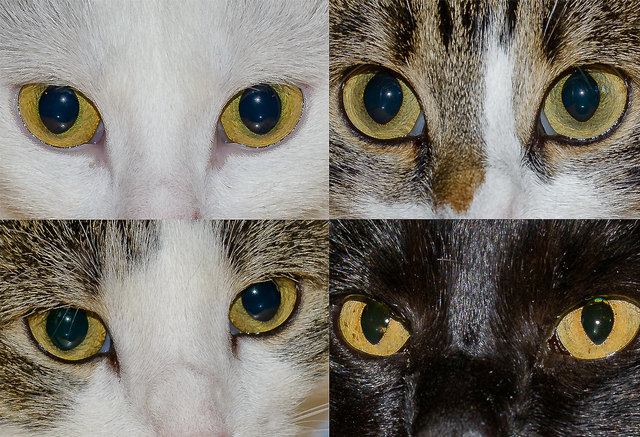 unsere vier Stubentiger