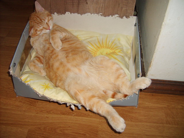 Mittagsschläfchen
