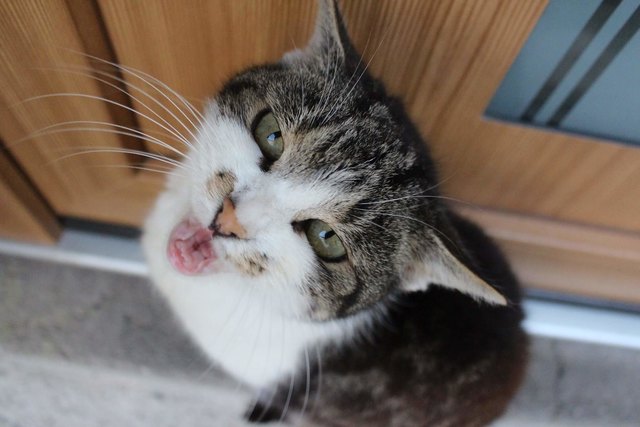 Schnurli