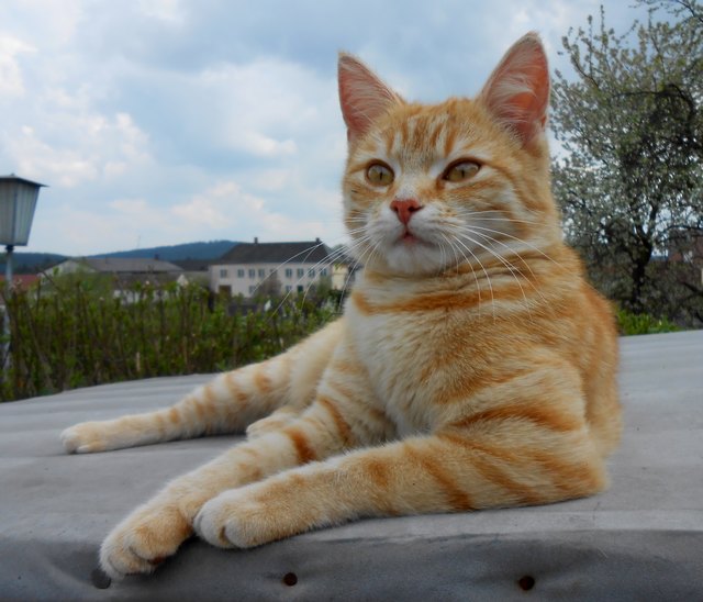 Katze am Dachl