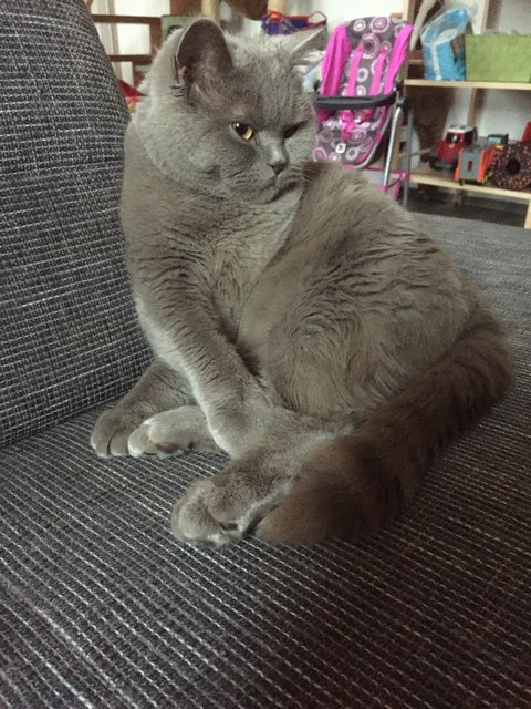 ”simba“