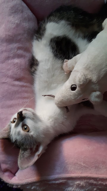 Amy