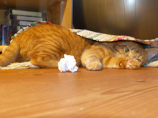 Simba beim Versteckspiel