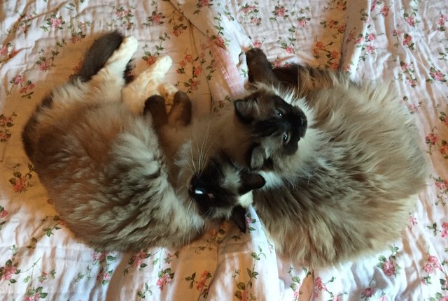 Nelli & Nori Ragdoll