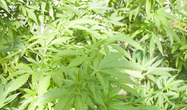 Gestern ist im Zuge eines häuslichen Streits eine private Cannabis-Plantage in Klagenfurter Wohnung aufgeflogen. | Foto: KK