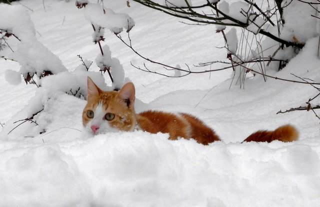 Ein Grieche im Schnee