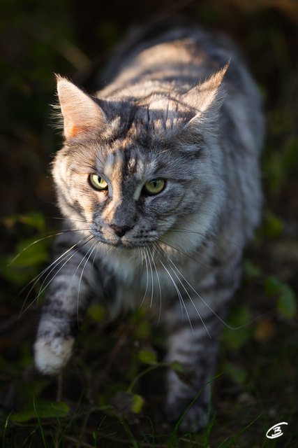 "Raub"katze