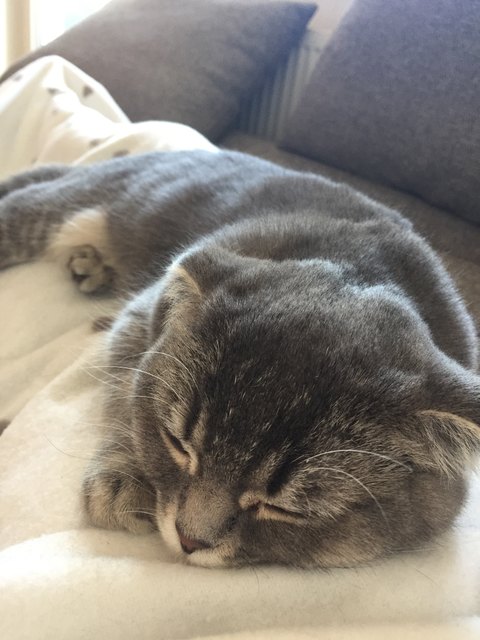 Unsere Lucy immer am Schlafen