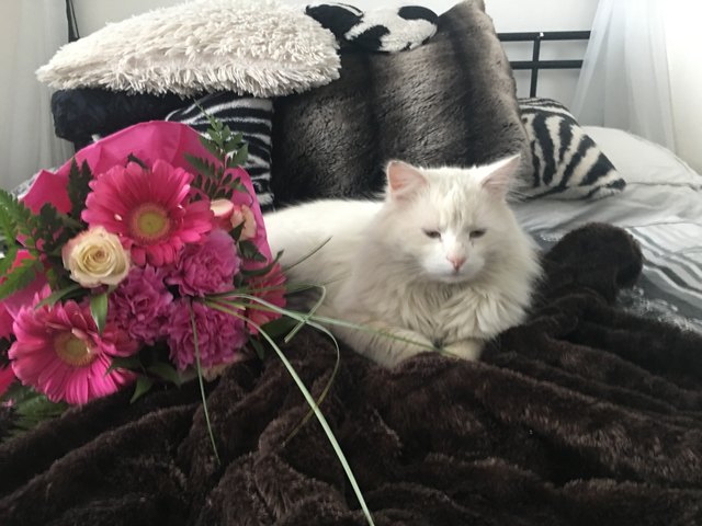 Herr Flauschig