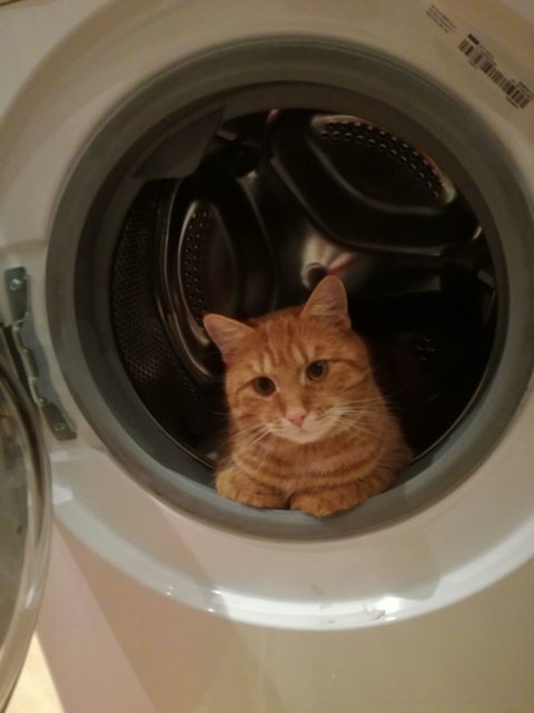 Ferdi bei der Katzenwäsche Birgit Kuran Schönbühel Melk