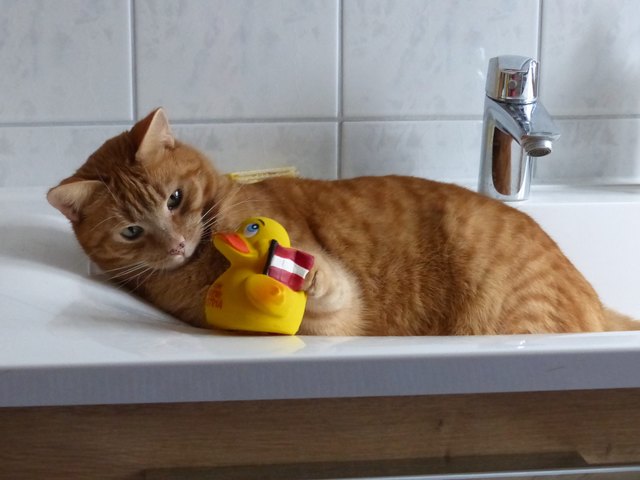Auch der Faulste fängt mal einen Vogel