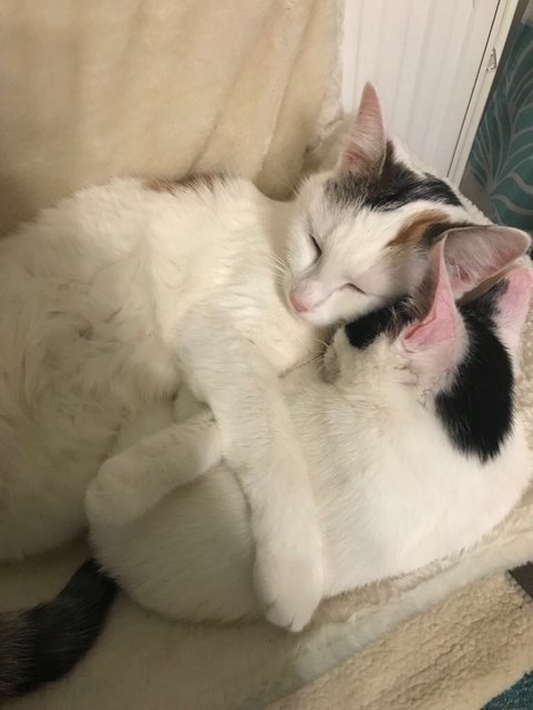 Venus & Cindy