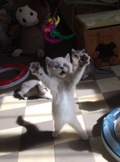 Kitten Action