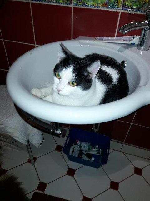 Frodo