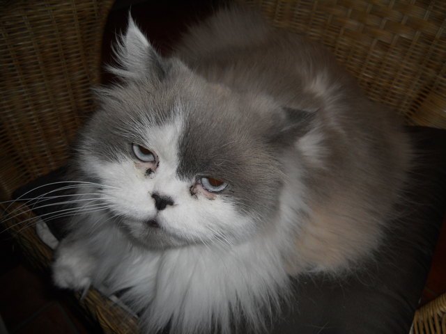 Unser Kater Dr. Klaus