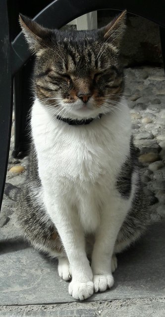 So schaut eine zufriedene Katze aus