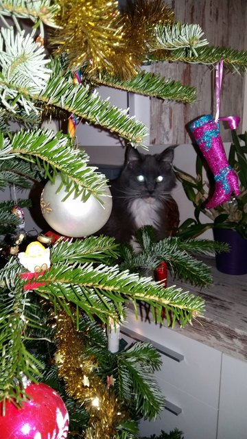 Frohe weihnachten