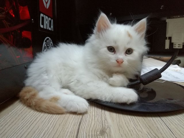 Eine handvoll Katze