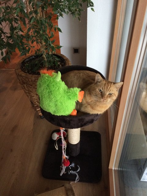 Murphy mit seinem Kuscheltier