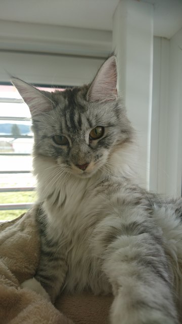 Freya