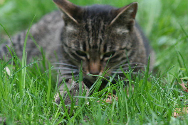 Katz & Maus