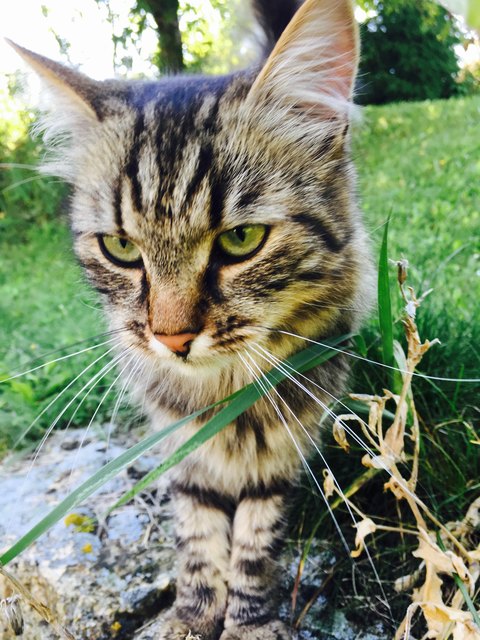 Nachbarkatze auf Besuch!