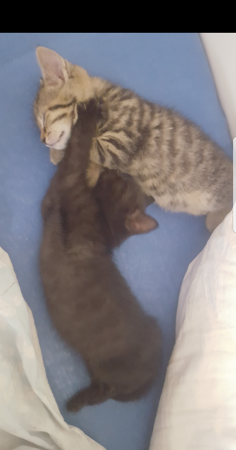 Das sind Joy und Simba, sie sind Schwestern und werden im August 1 Jahr alt