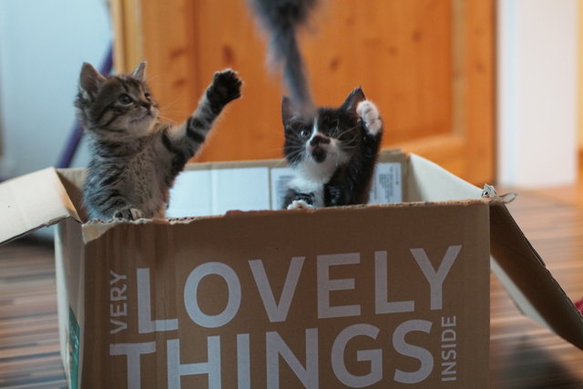 Mimi und Molly beim Spielen - very lovely ;-)